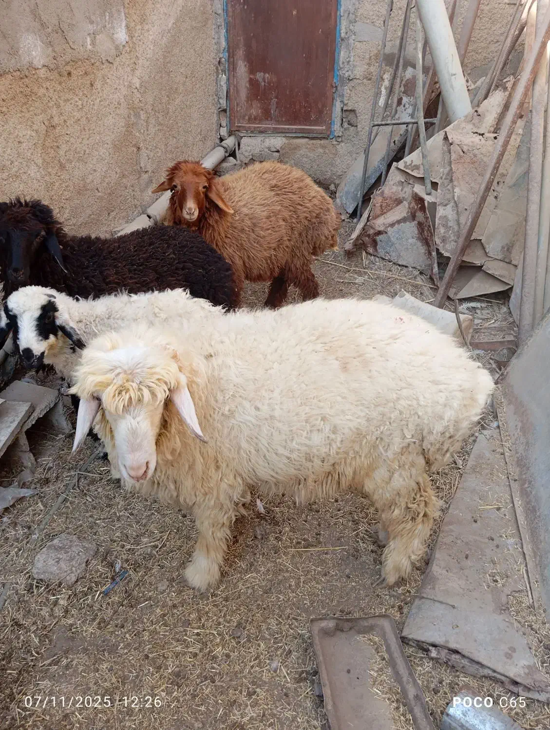 بره نر ماده|حیوانات مزرعه|چمران, |دیوار