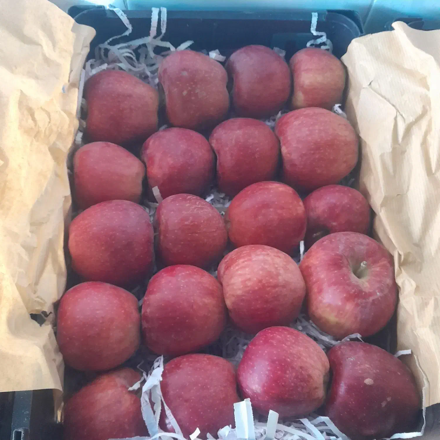 سیب درختی نیشابور شهر بار درجه یک|عمده‌فروشی|ساری, |دیوار