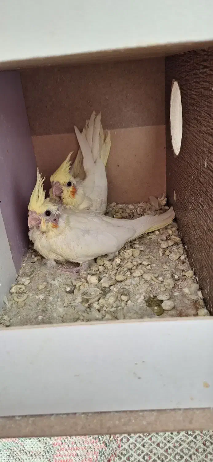 مرغ عروس|پرنده|آران و بیدگل, |دیوار