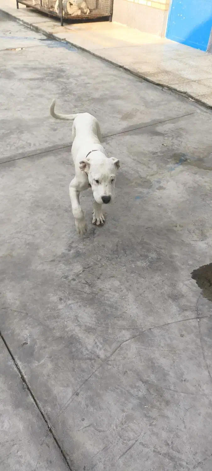 توله داگو|سگ|رباطکریم, شهرک صنعتی صباشهر|دیوار