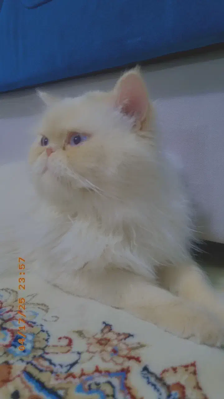 جفتگیری گربه|گربه|کرمانشاه, |دیوار