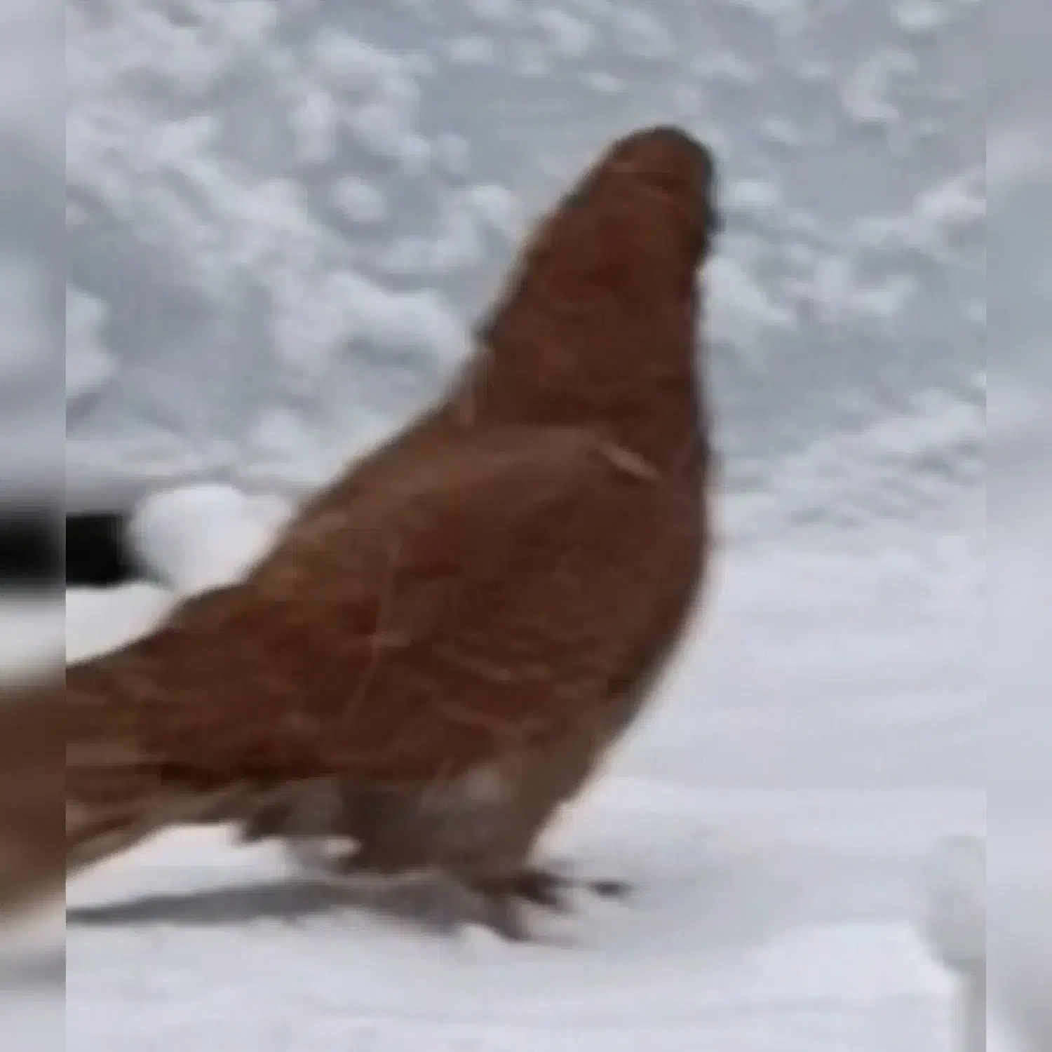 کبوتر.راهن|حیوانات|میانه, |دیوار