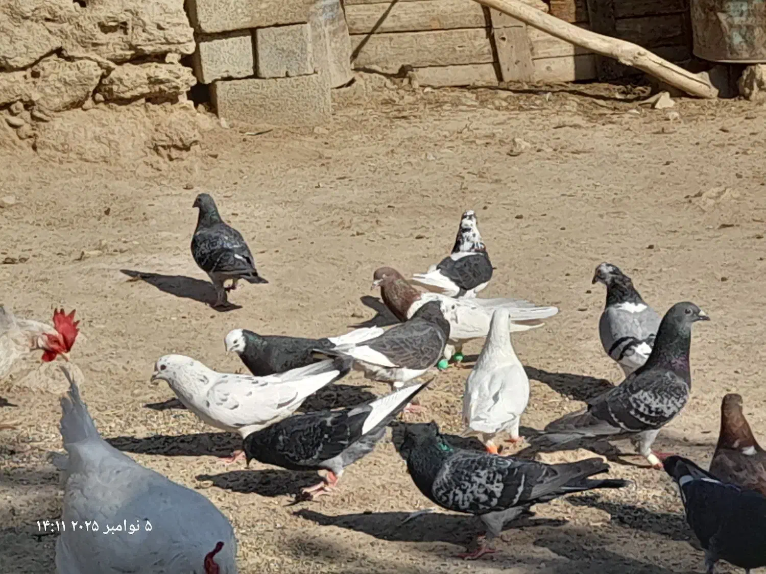 کبوتر پرشی و مسافتی|پرنده|محمدبار, |دیوار