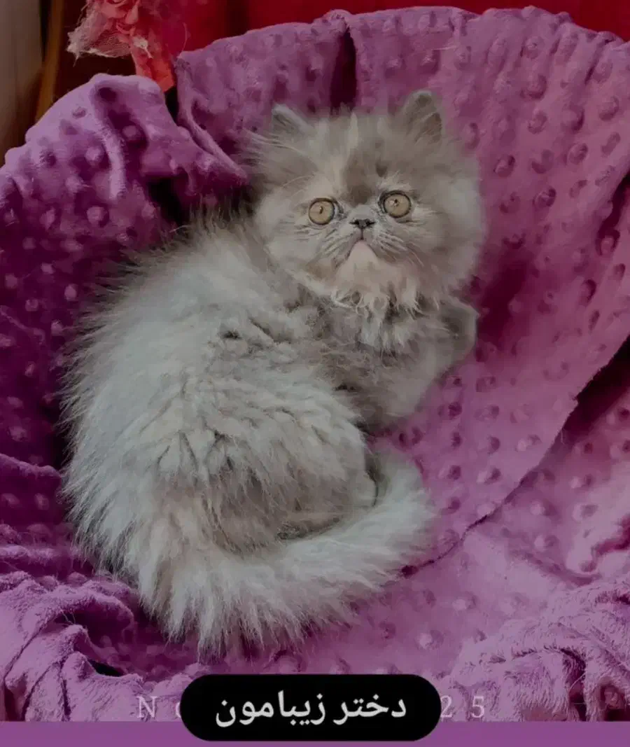 پرشین ماده بلو|گربه|تهران, دانشگاه شریف|دیوار