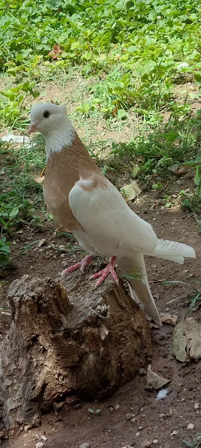 طوقی نرزرد|پرنده|هرسین, |دیوار