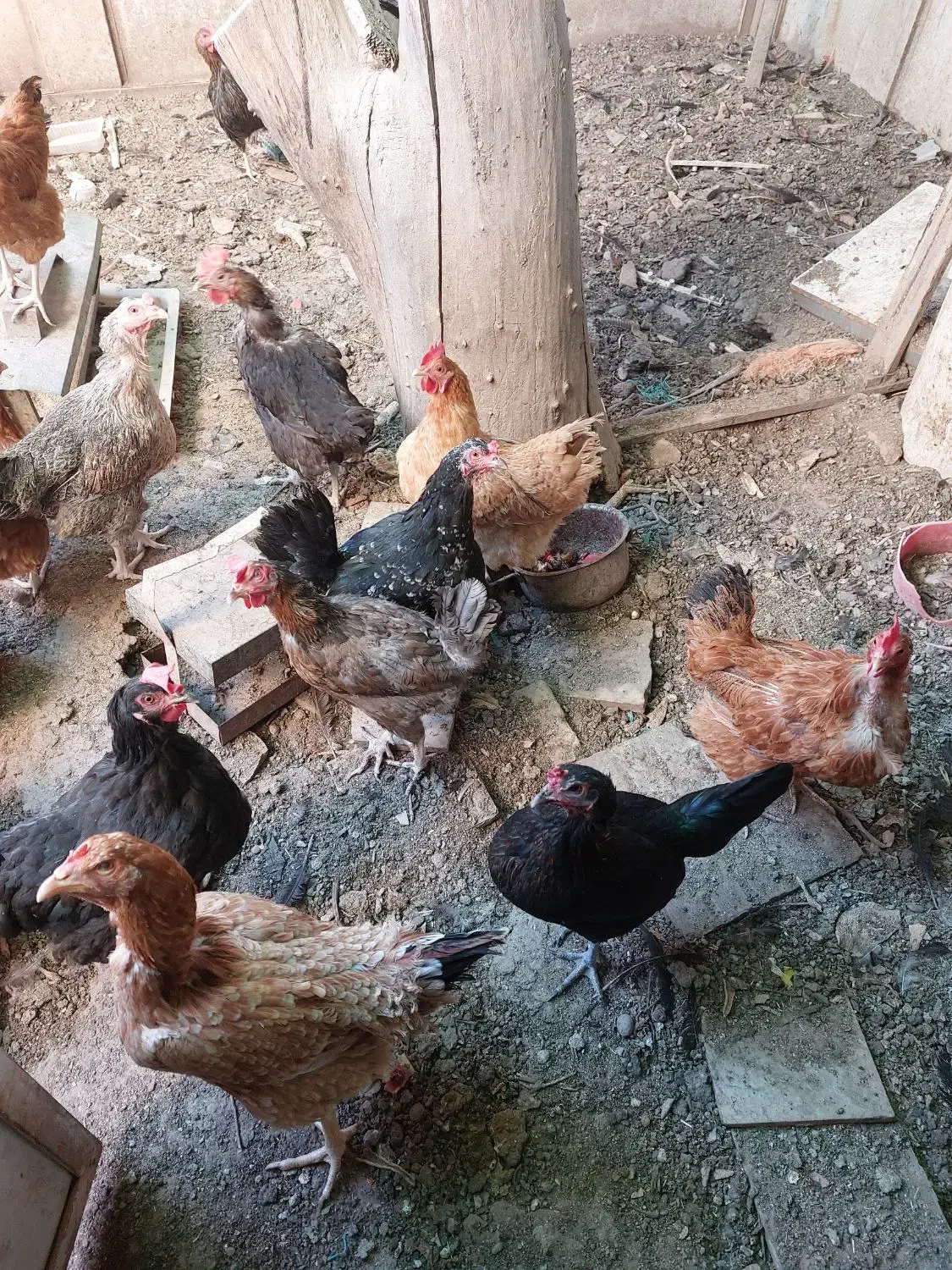 تخم مرغ محلی ارگانیک|خوردنی و آشامیدنی|کرج, دهقان ویلا|دیوار