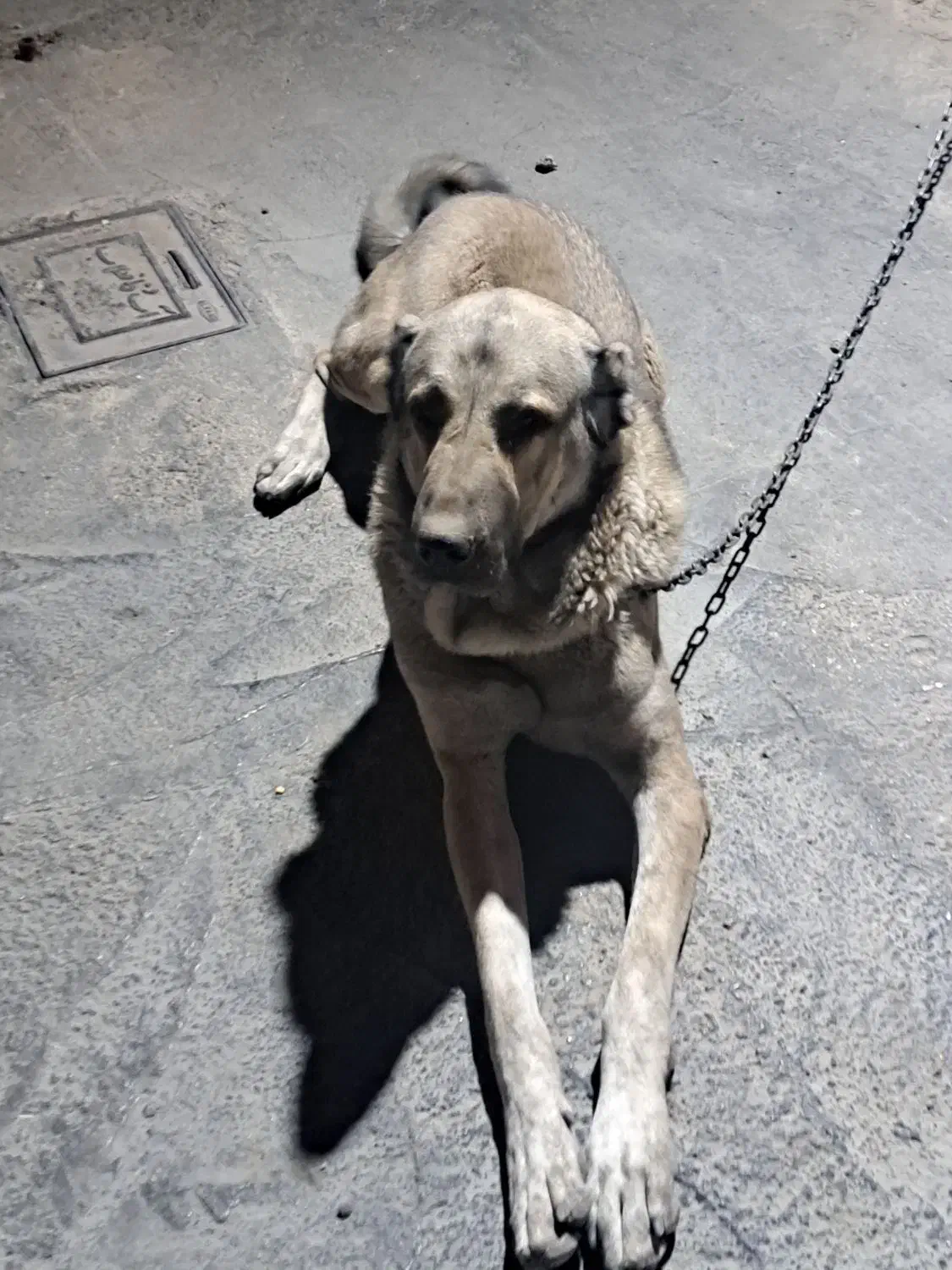 سگ عراقی نر ۲ساله|سگ|شبستر, |دیوار