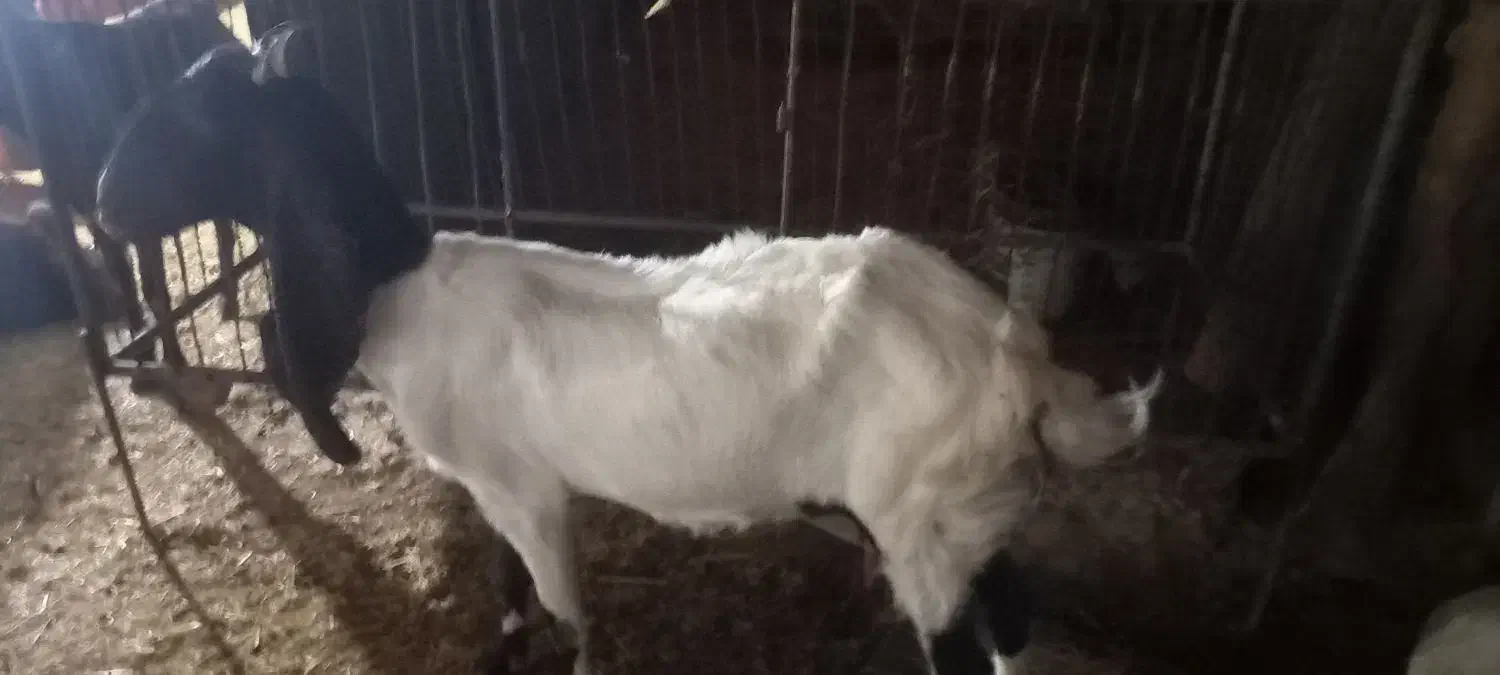 بز گلابی|حیوانات مزرعه|باغ ملک, |دیوار