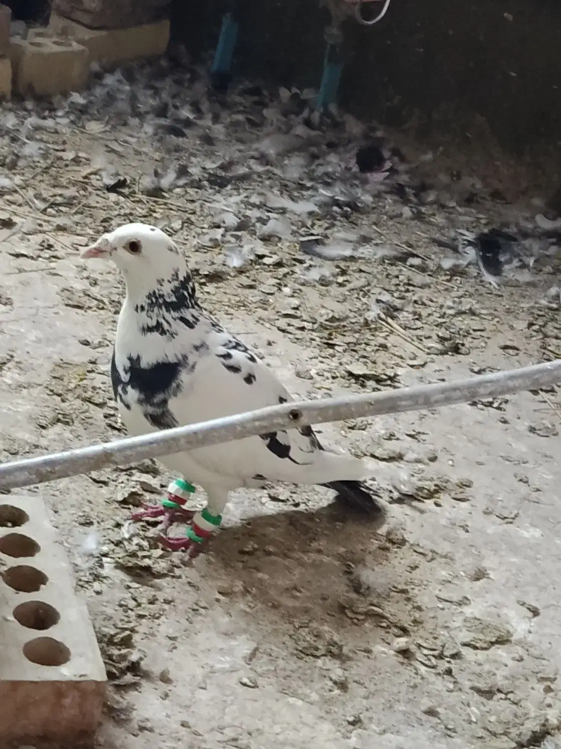 کبوتر|پرنده|چناران, |دیوار