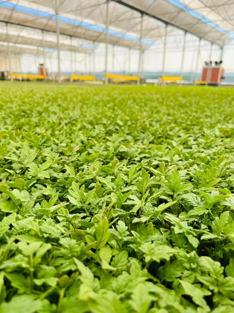 نشا3 گوجه گلخانه ای بادمجان قلم فلفل3تند|خدمات باغبانی و درختکاری|زابل, |دیوار