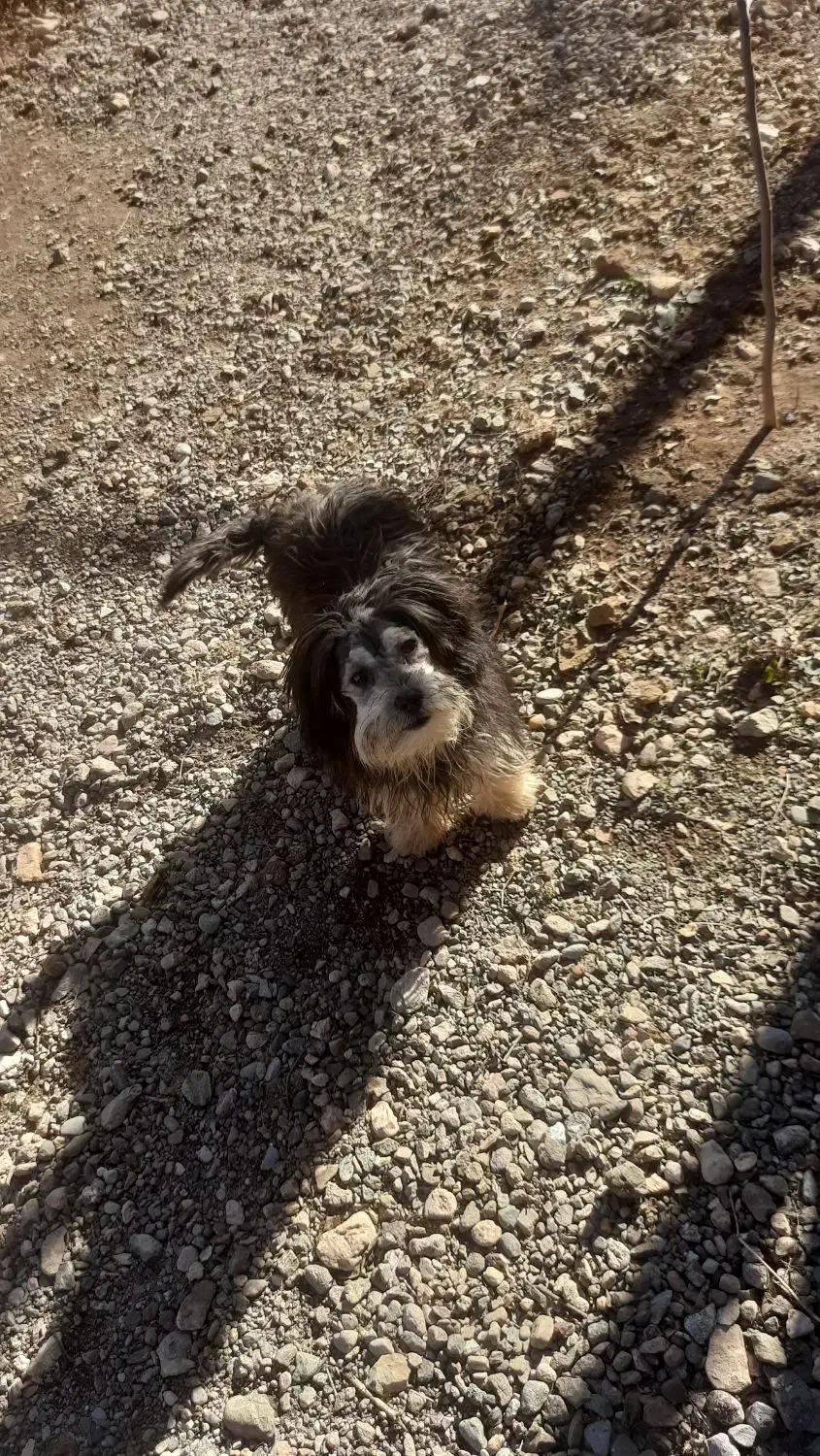 پاکوتاه|سگ|قره ضیاالدین, |دیوار