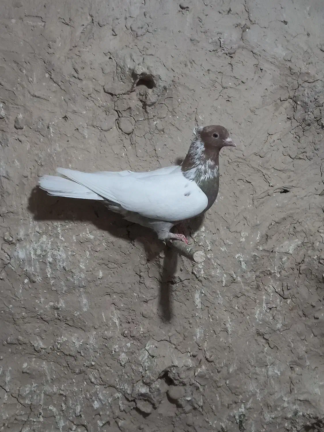 کبوتر|پرنده|چناران, |دیوار