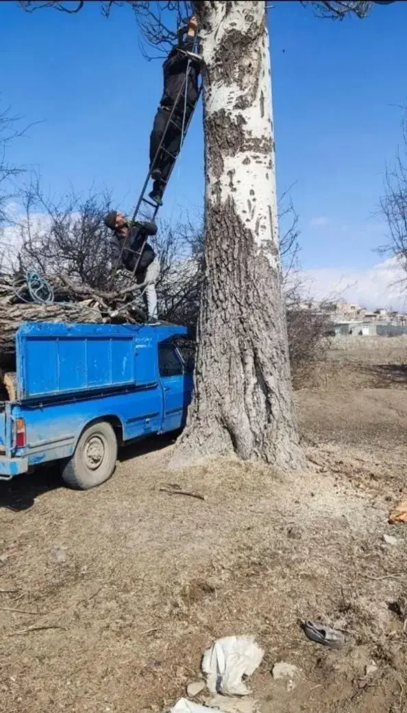 خرید درخت خرید قطع چوب برش تر وخشک|خدمات باغبانی و درختکاری|اهر, |دیوار