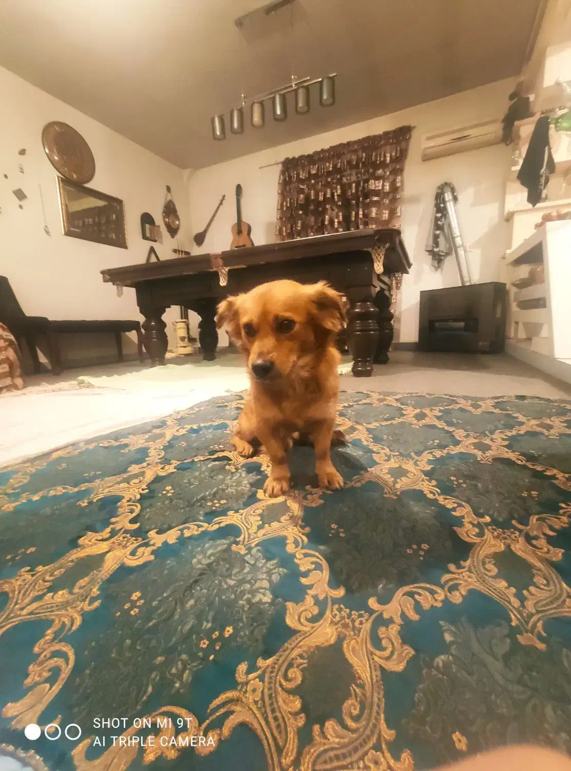 توله سگ اشپیتز فروشی|سگ|بهشهر, |دیوار