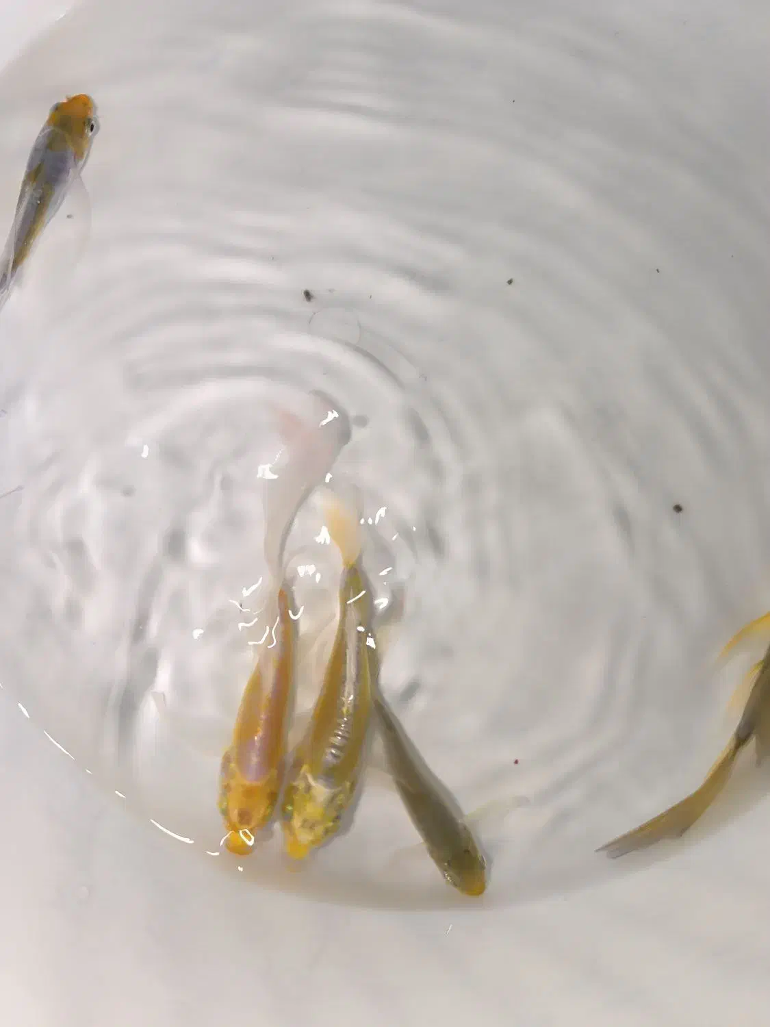 فروش ماهی کوی|ماهی|مشهد, انقلاب|دیوار