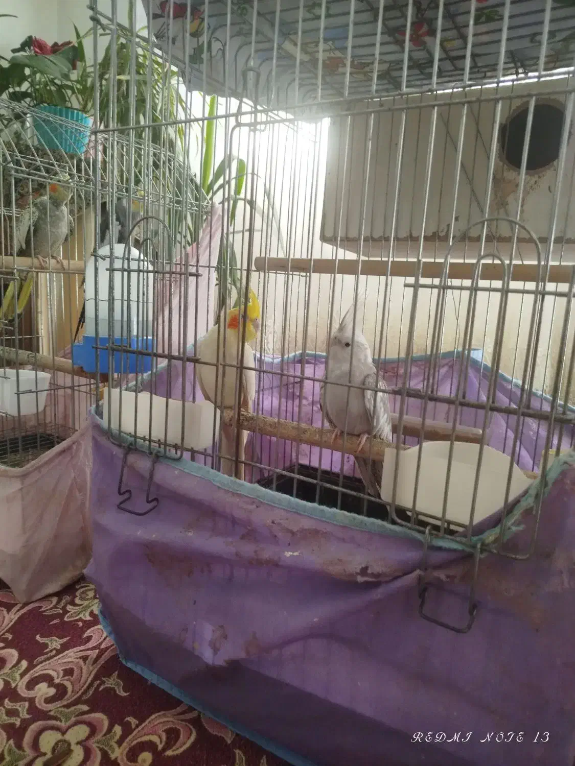 عروس هلندی جفت مولد|پرنده|مشهد, شهرک مهرگان|دیوار