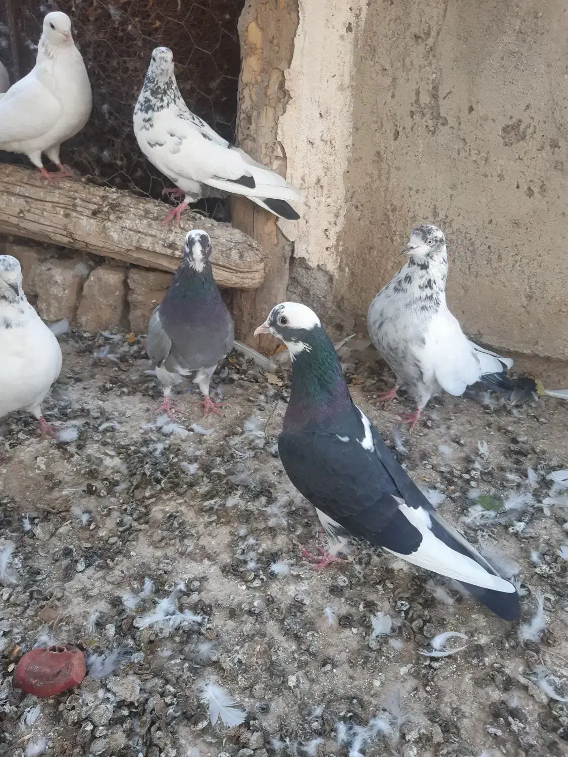 کبوتر غریب گیری|پرنده|ساوه, |دیوار