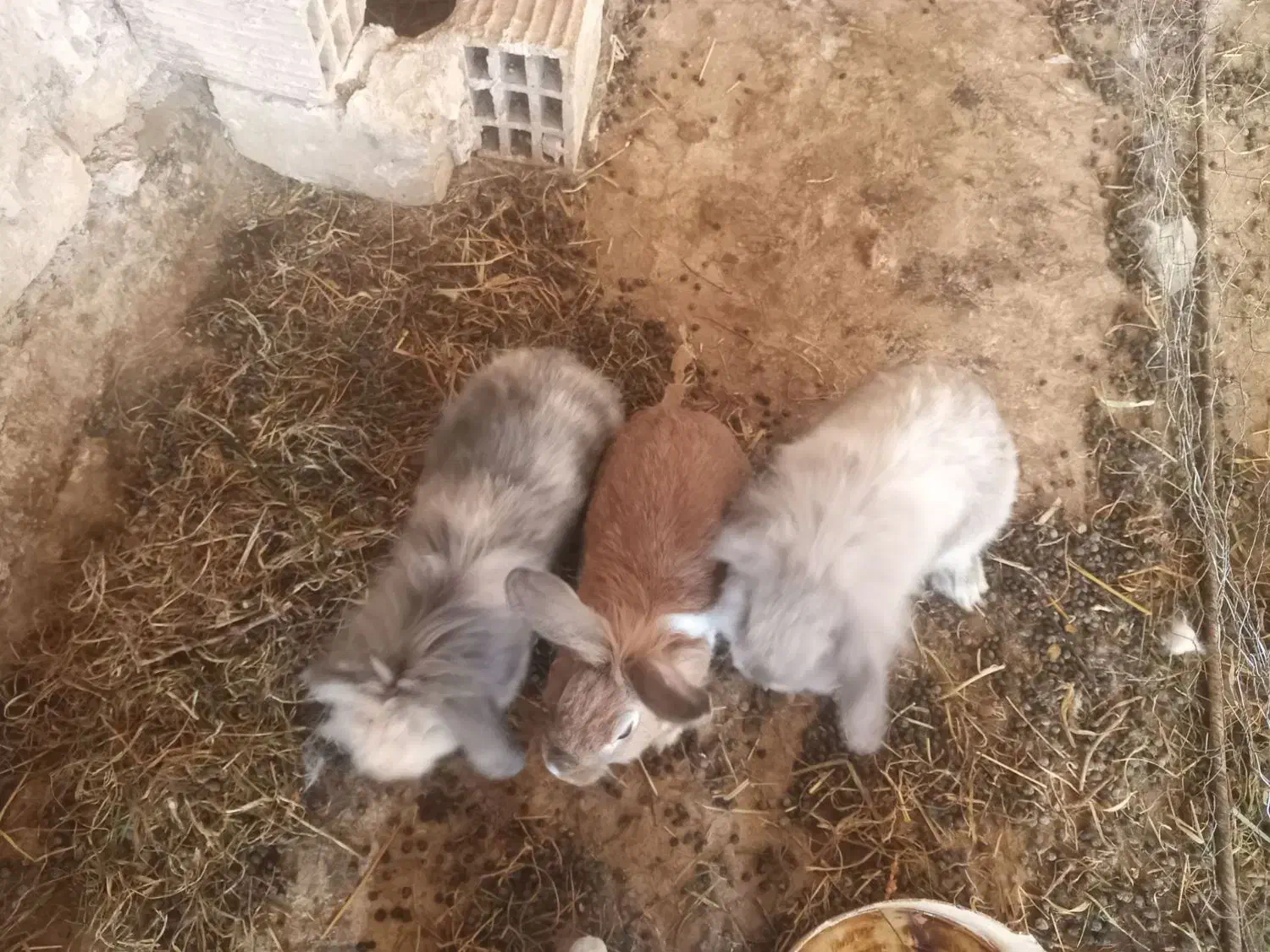 خرگوش بالغ لوپی وجرسی|موش و خرگوش|خواف, |دیوار