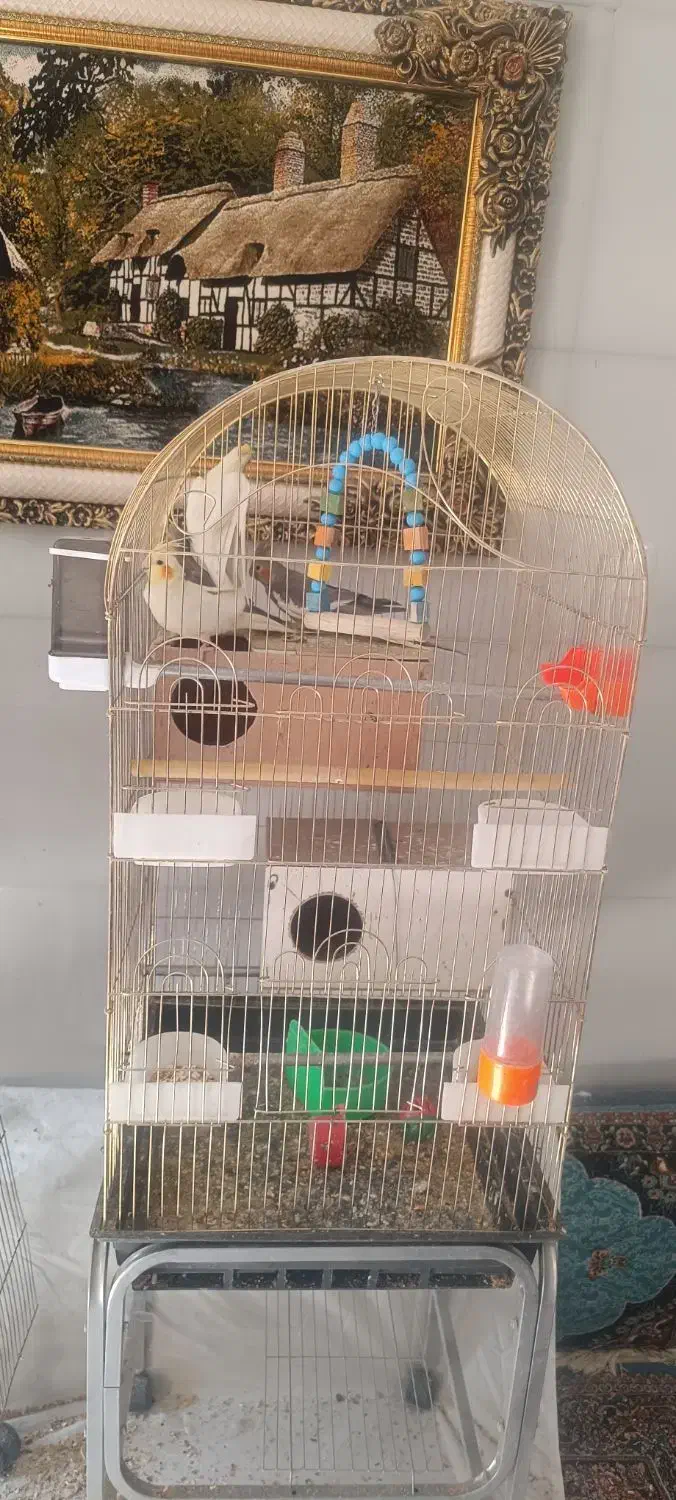 عروس هلندی|پرنده|قائن, |دیوار