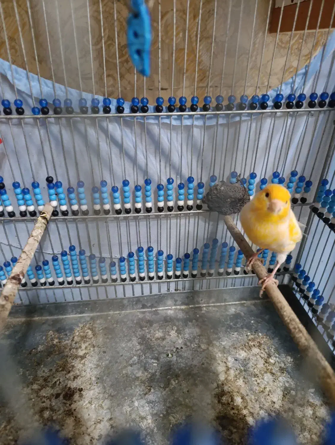 قناری نر و ماده|پرنده|ایلام, |دیوار