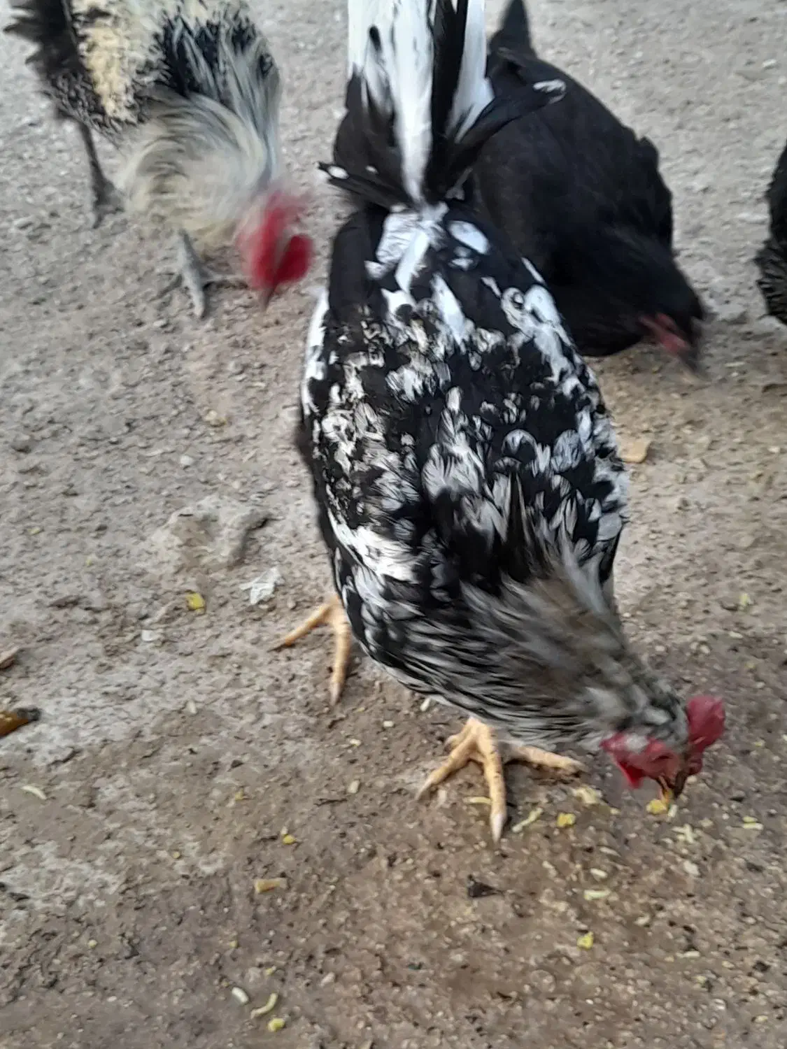 مرغ و خروس محلی|حیوانات مزرعه|آبدان, |دیوار