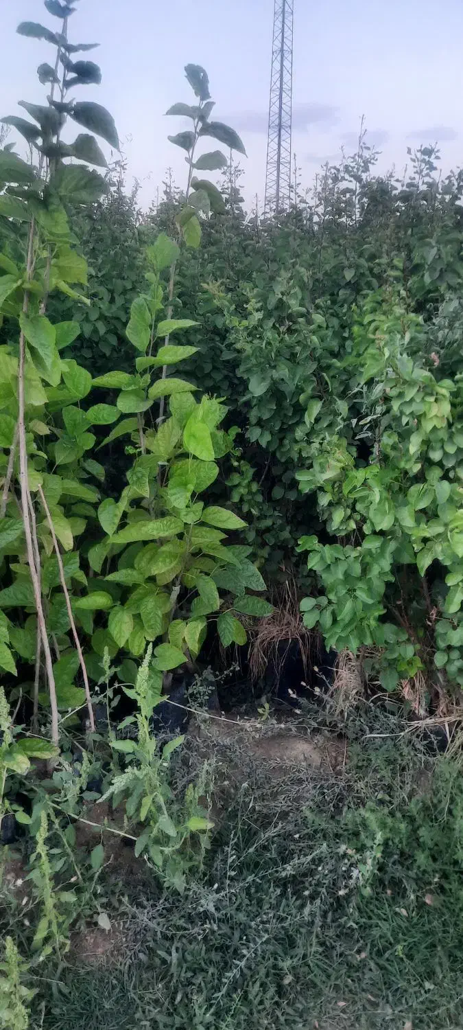 نهال گلدانی آماده کاشت....|خدمات باغبانی و درختکاری|زنجان, |دیوار