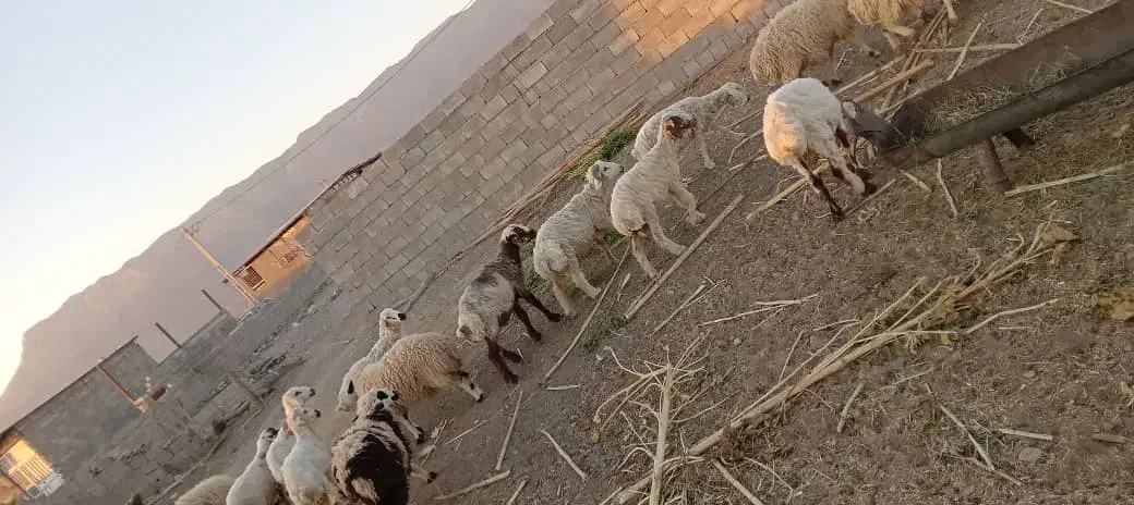 بره چاق پلوار کشتاری 370کیلویی|حیوانات مزرعه|ارزوئیه, |دیوار