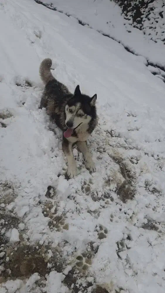 سگ هاسکی|سگ|فریم, |دیوار