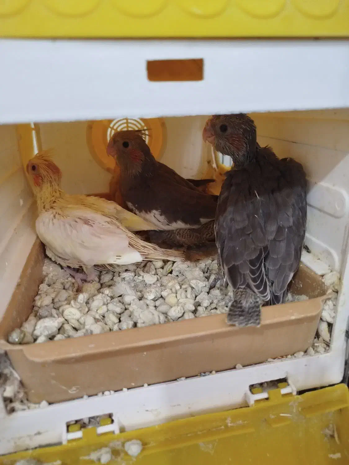 جوجه عروس هلندی|پرنده|قروه, |دیوار