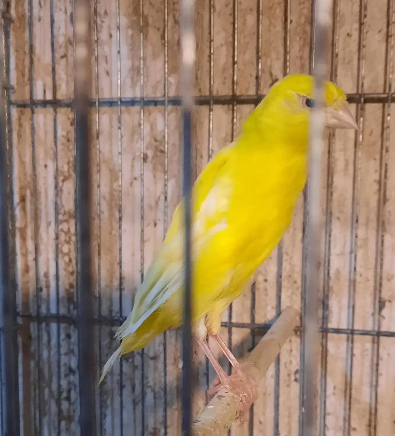 قناری ماده رسمی بلند|پرنده|هشتگرد, شهرک ولیعصر (مصلی)|دیوار