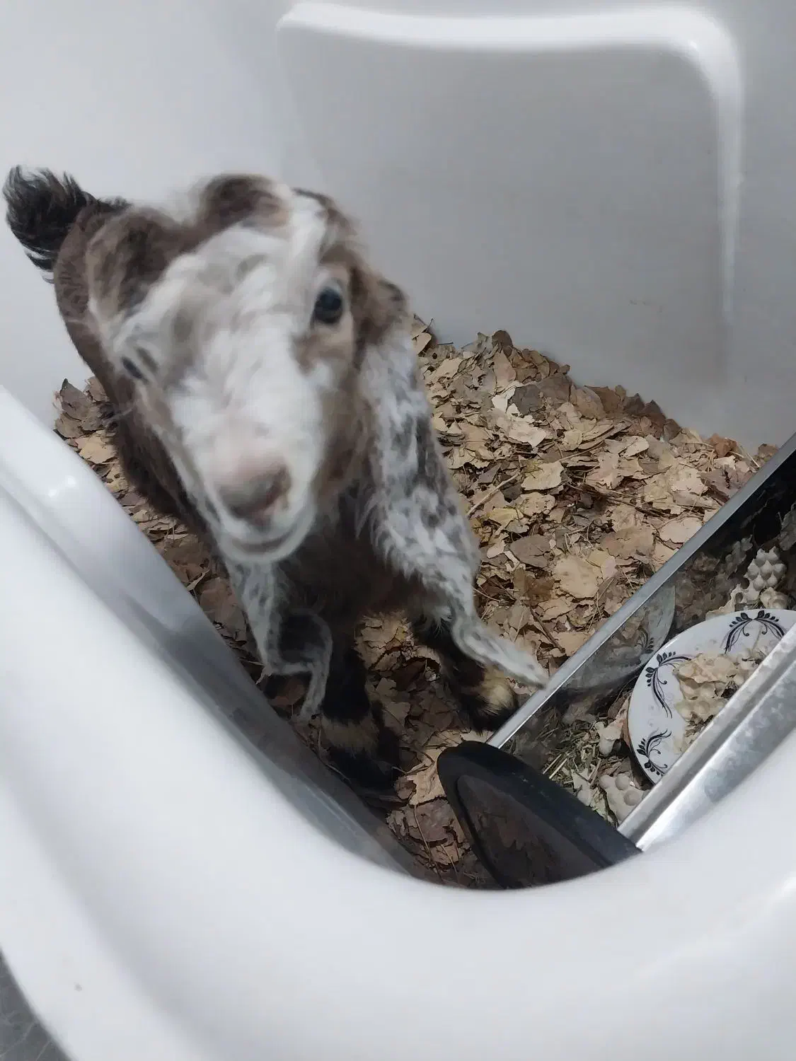 بز پاکستانی اوزون گولاخ|حیوانات مزرعه|مشگین شهر, |دیوار