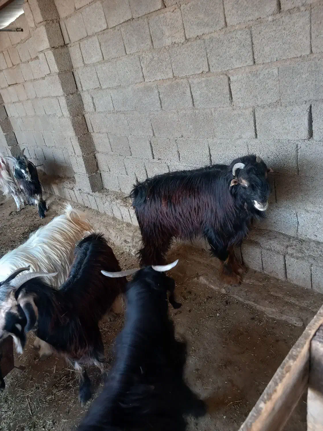 کهره نر|حیوانات مزرعه|بندر گناوه, |دیوار