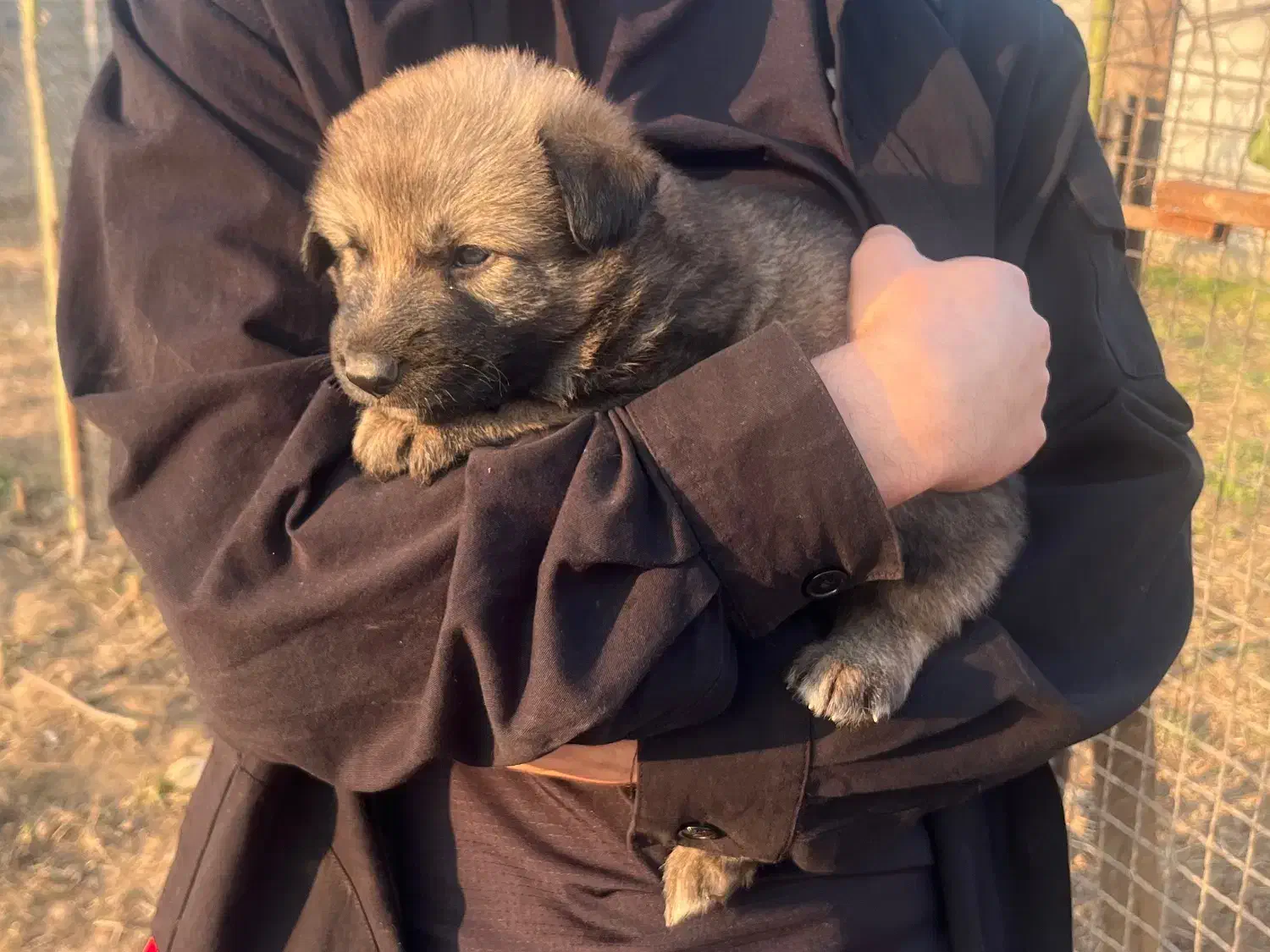 سگ ژرمن|سگ|بندر انزلی, تختی|دیوار