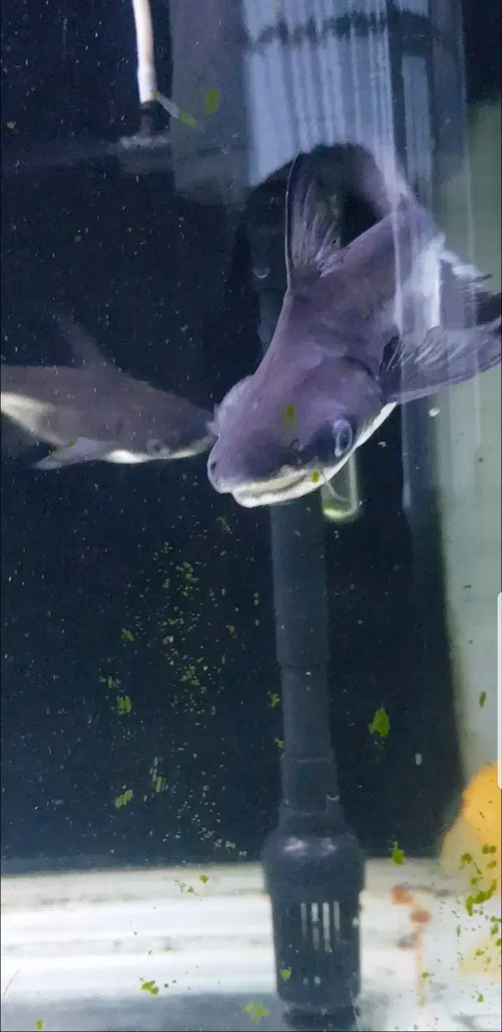 پنکوسی شکاری|ماهی|مهاباد (آذربایجان غربی), |دیوار