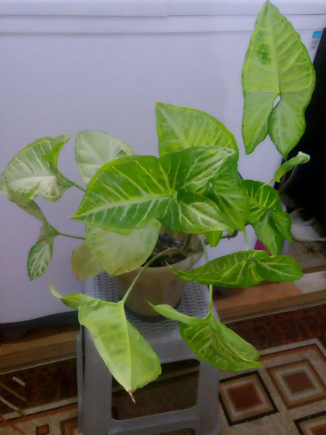 گل سینگینیوم|گل و گیاه طبیعی|رشت, حمیدیان|دیوار