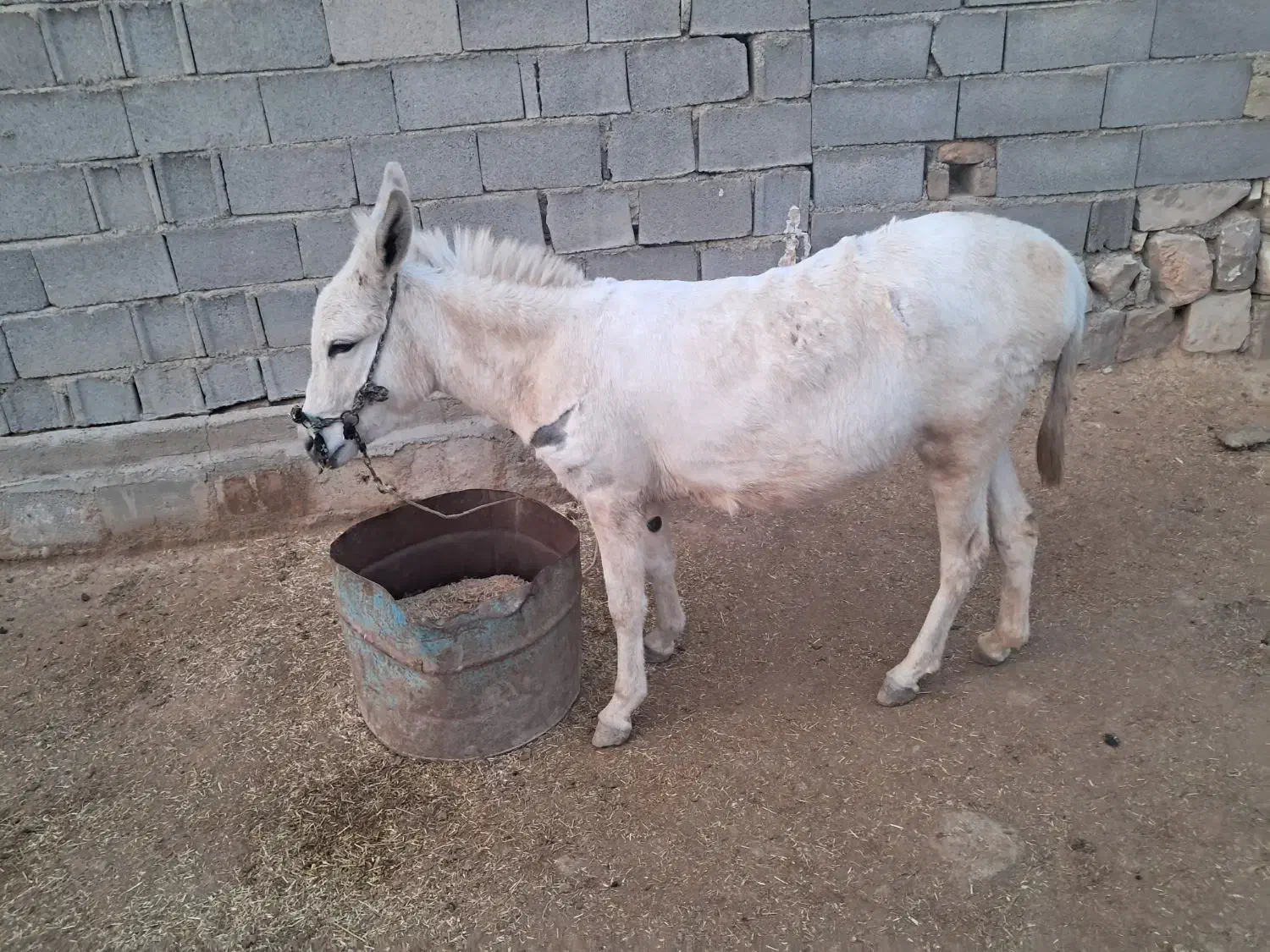 فروشی گله ایی جوان|حیوانات مزرعه|سرپل ذهاب, |دیوار