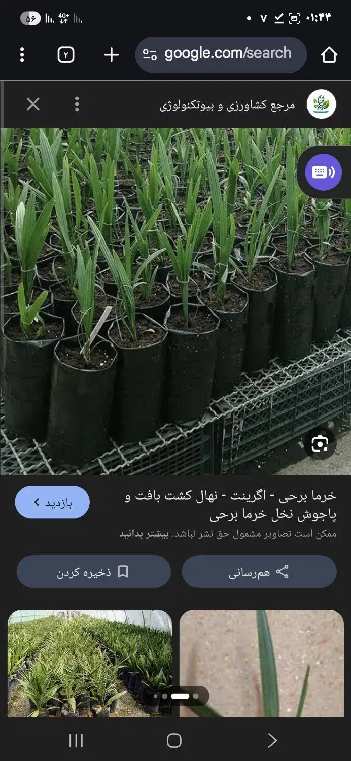 نخل پیارم ونخل مجول|خدمات باغبانی و درختکاری|مهران (ایلام), |دیوار