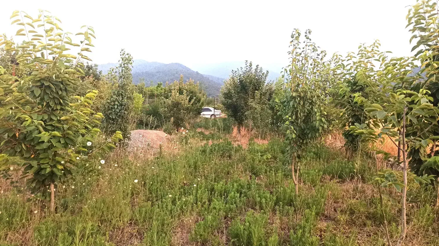 ۴۰۵ متر باغ توسکستان|فروش زمین و ملک کلنگی|گرگان, |دیوار