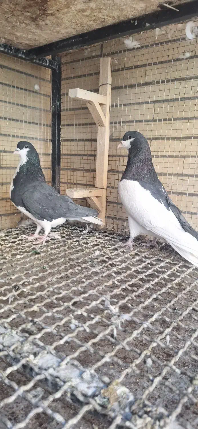 راست سیاه و خوشرنگ سیاه|پرنده|مبارکه, |دیوار