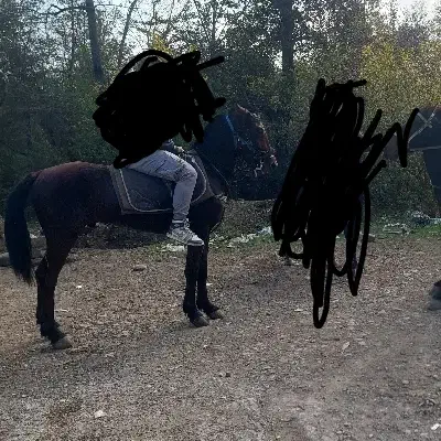 بهعلترفتن سربازیبهفروشمیرسد|اسب و تجهیزات اسبسواری|شاندرمن, |دیوار