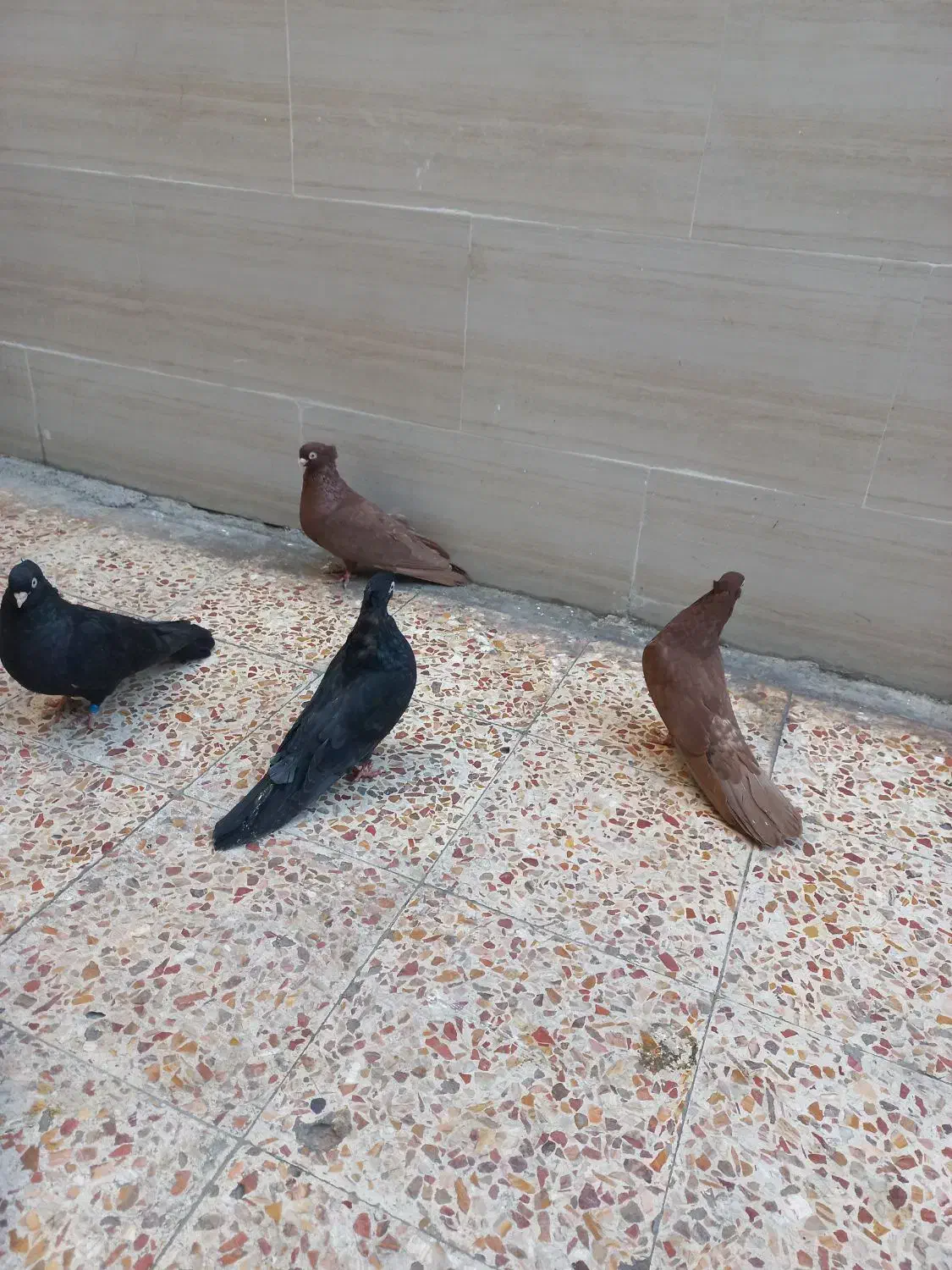 کبوتر صرب|پرنده|اهواز, کوی رمضان|دیوار