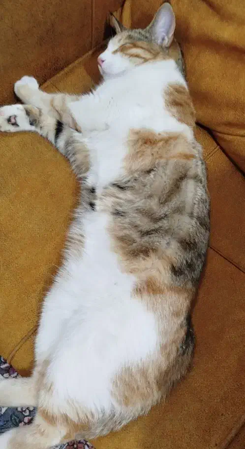 واگذاری|گربه|قوچان, |دیوار