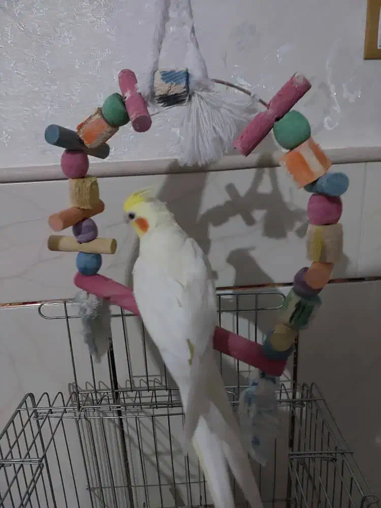 فروش عروس هلندی|پرنده|آباده, |دیوار