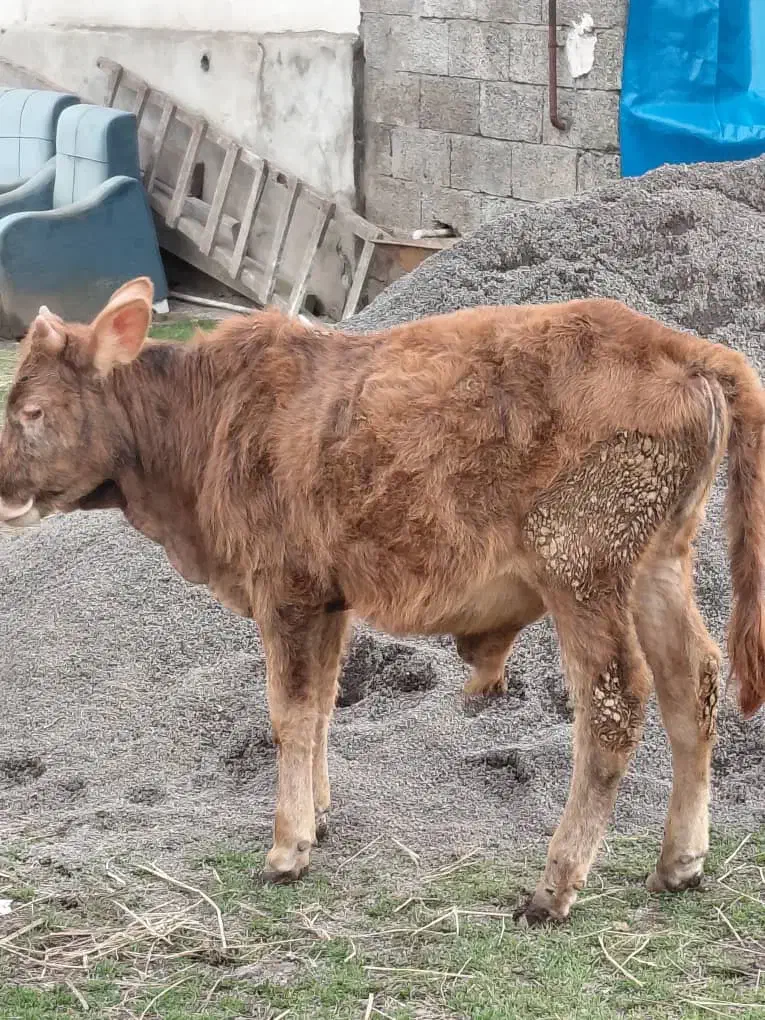 گاو.ورزا|حیوانات مزرعه|رشت, کوی مهر|دیوار