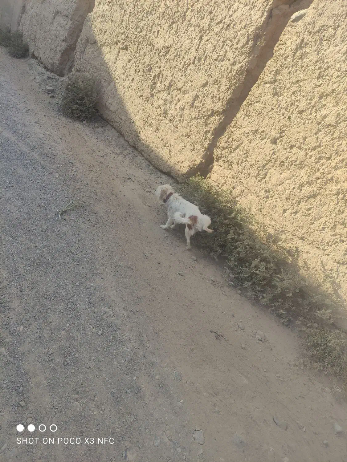 سگ پشمالو|سگ|خلیل آباد, |دیوار