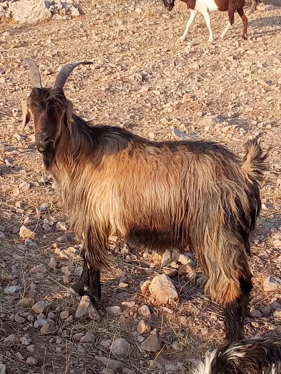 بز سراحال|حیوانات مزرعه|چرام, |دیوار