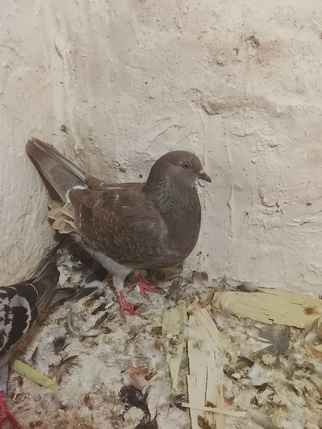 پلاکی|پرنده|مرودشت, پشت سایپا‎|دیوار