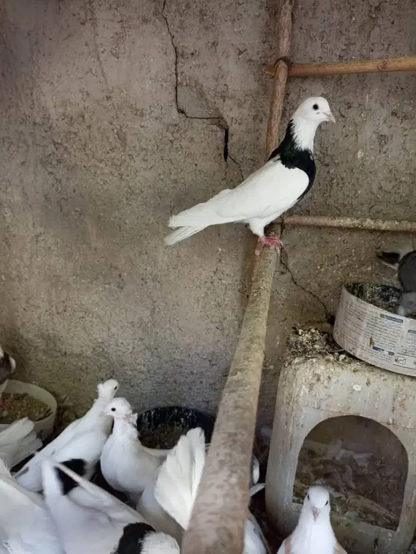 کبوتر طوقی|پرنده|بومهن, |دیوار