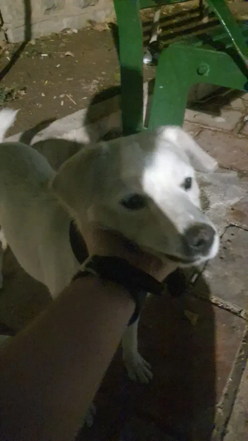 سگ پیدا شده|حیوانات|پردیس, فاز ۸|دیوار