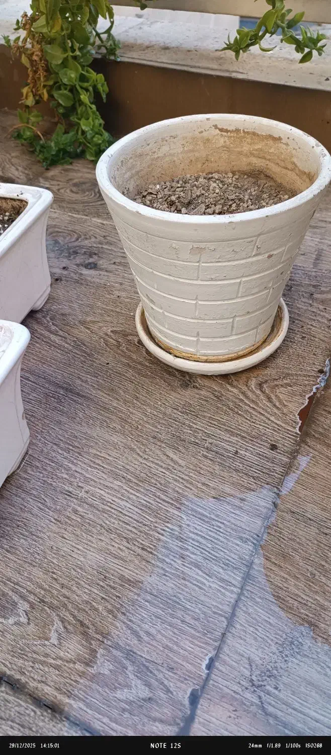 گلدان سفالی|گل و گیاه طبیعی|تهران, نارمک جنوبی|دیوار